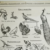 Hatier Poster Birds, The Gallinaceans