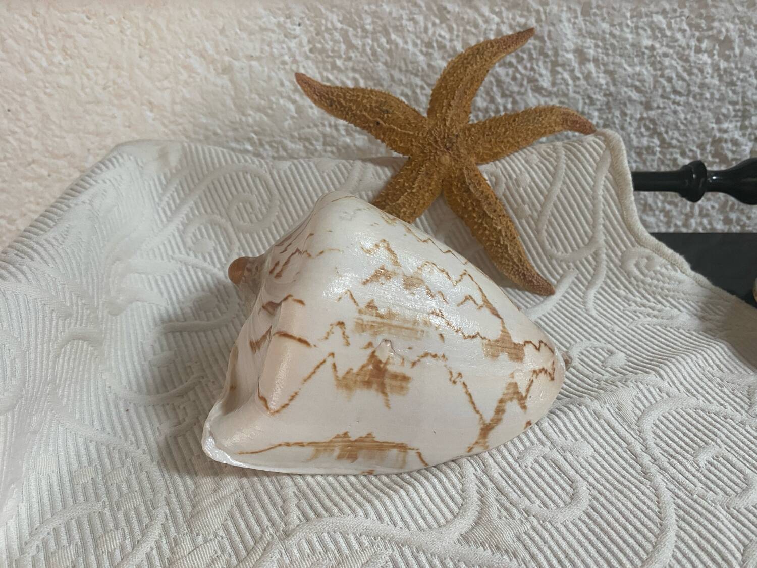 Vintage Voluta nobilis shell