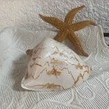 Vintage Voluta nobilis shell