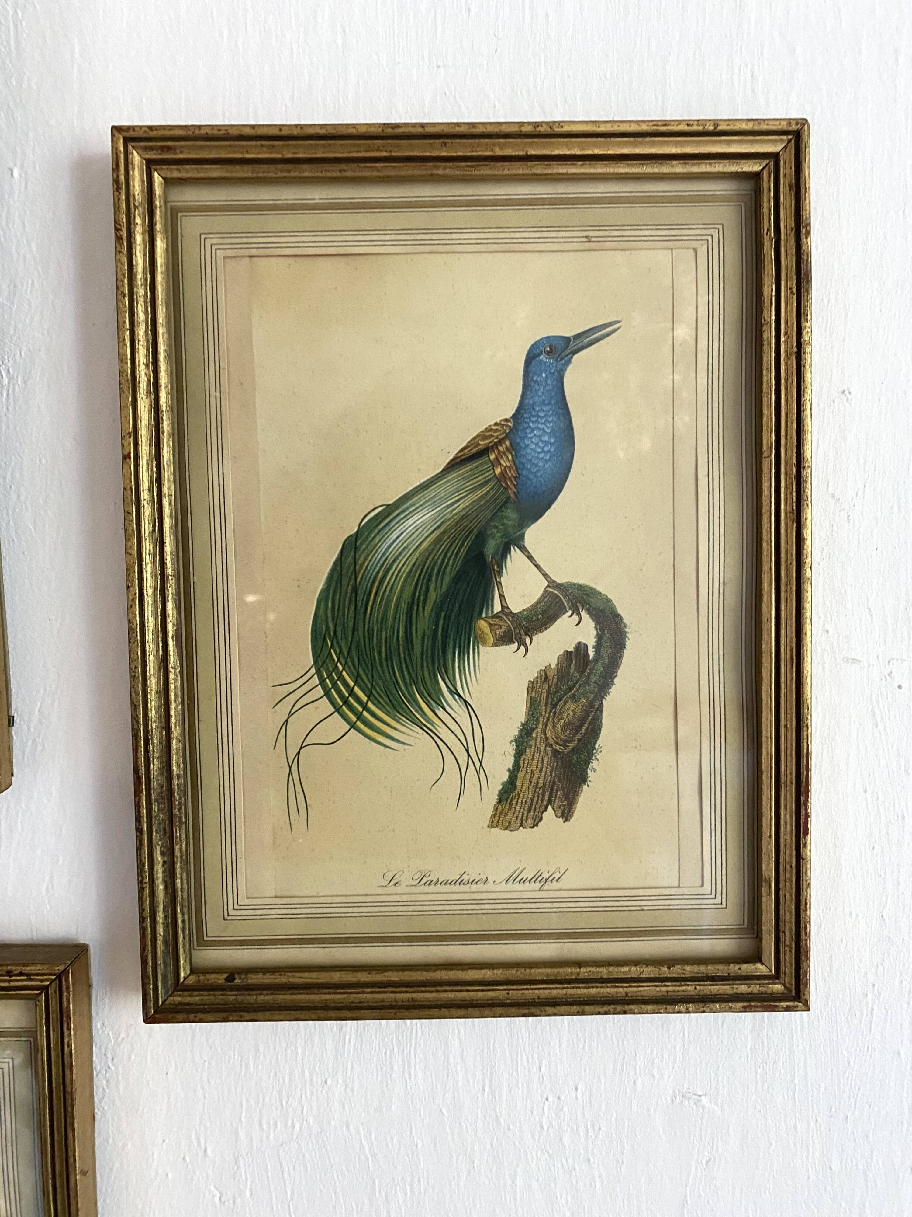 3 framed illustrations of birds of paradise