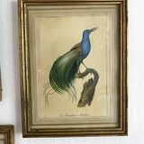 3 framed illustrations of birds of paradise