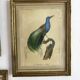 3 framed illustrations of birds of paradise