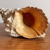 Ancient shell