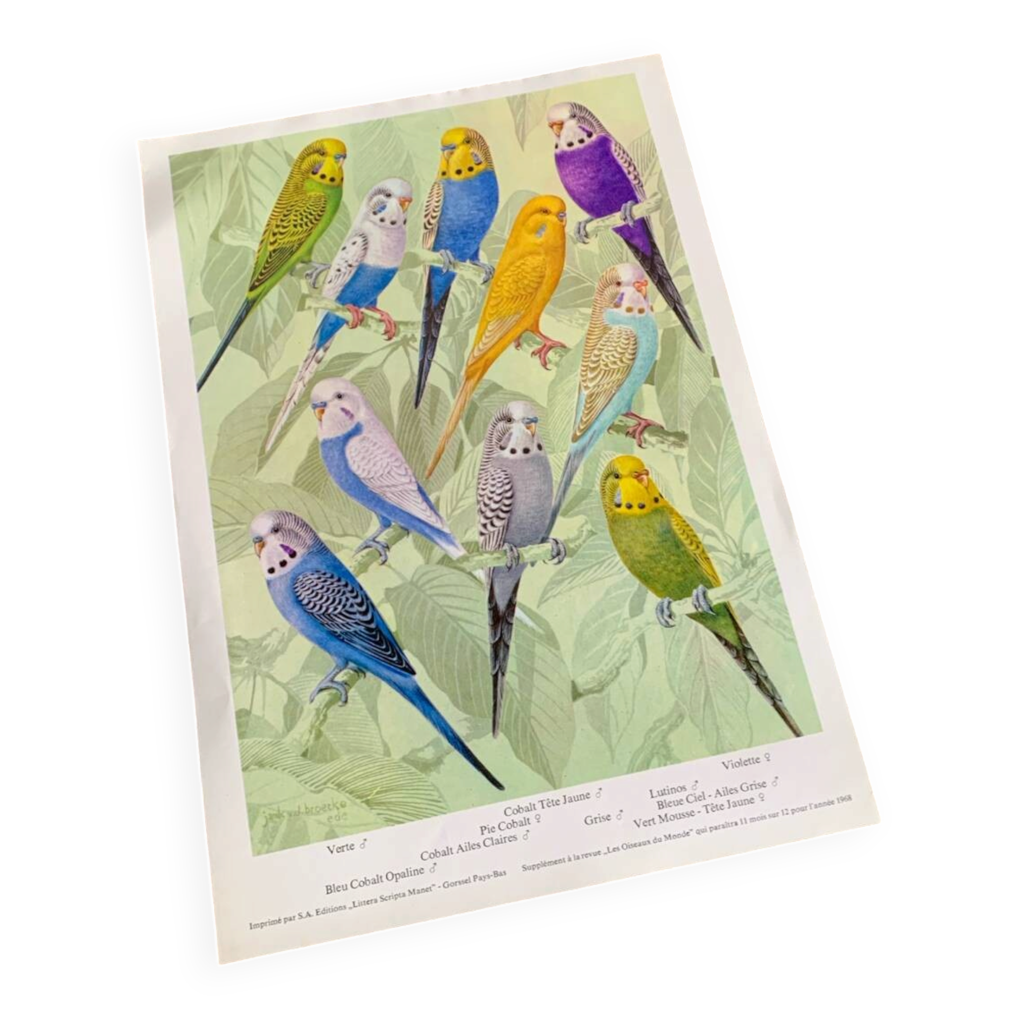 Affichette "Les Oiseaux du Monde" - 1968