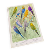 Poster "The Birds of the World" - 1968