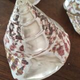 Lot 3 trocas gasteropod shells.