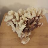 White coral from the 70s