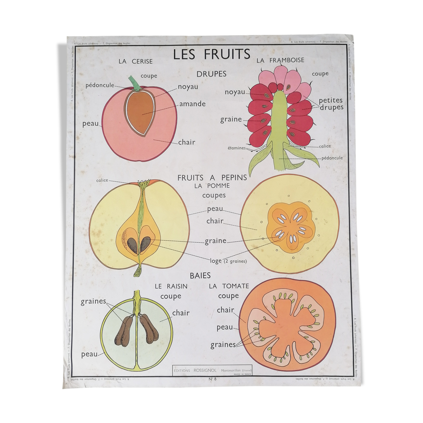 Rossignol educational poster: "Arrangement of leaves and fruits".