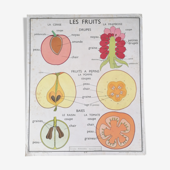 Affiche pédagogique Rossignol : "Disposition des feuilles et les fruit".