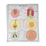 Rossignol educational poster: "Arrangement of leaves and fruits".