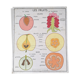 Rossignol educational poster: "Arrangement of leaves and fruits".