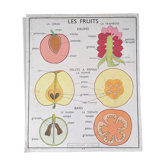 Rossignol educational poster: "Arrangement of leaves and fruits".