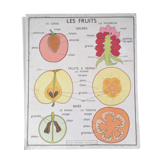 Affiche pédagogique Rossignol : "Disposition des feuilles et les fruit".