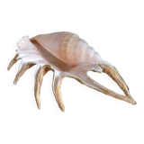 Vintage shell