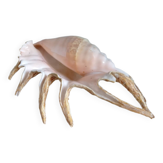 Vintage shell