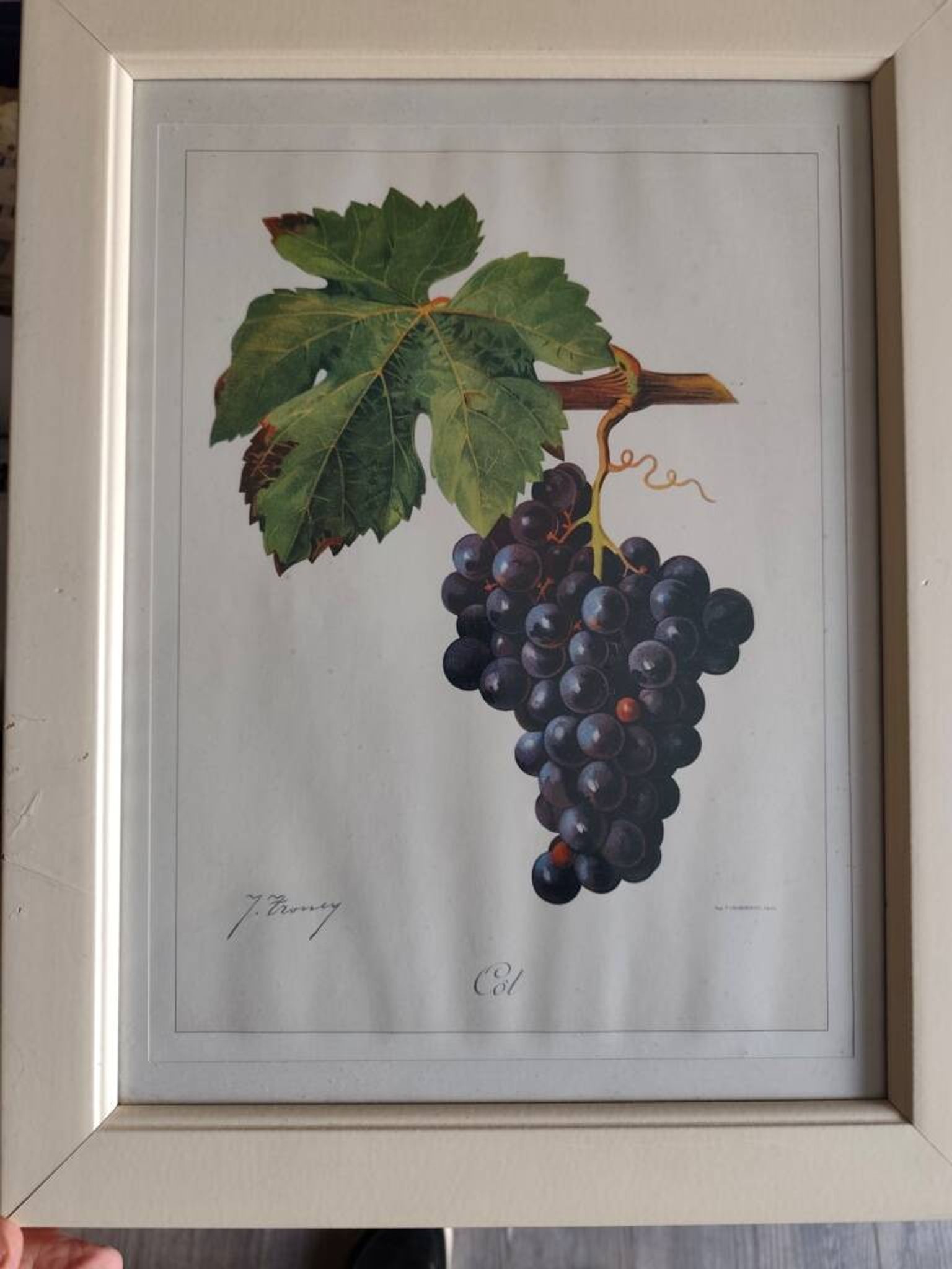 Framed reproduction lithograph of the ampelography treaty by Viala 1901.