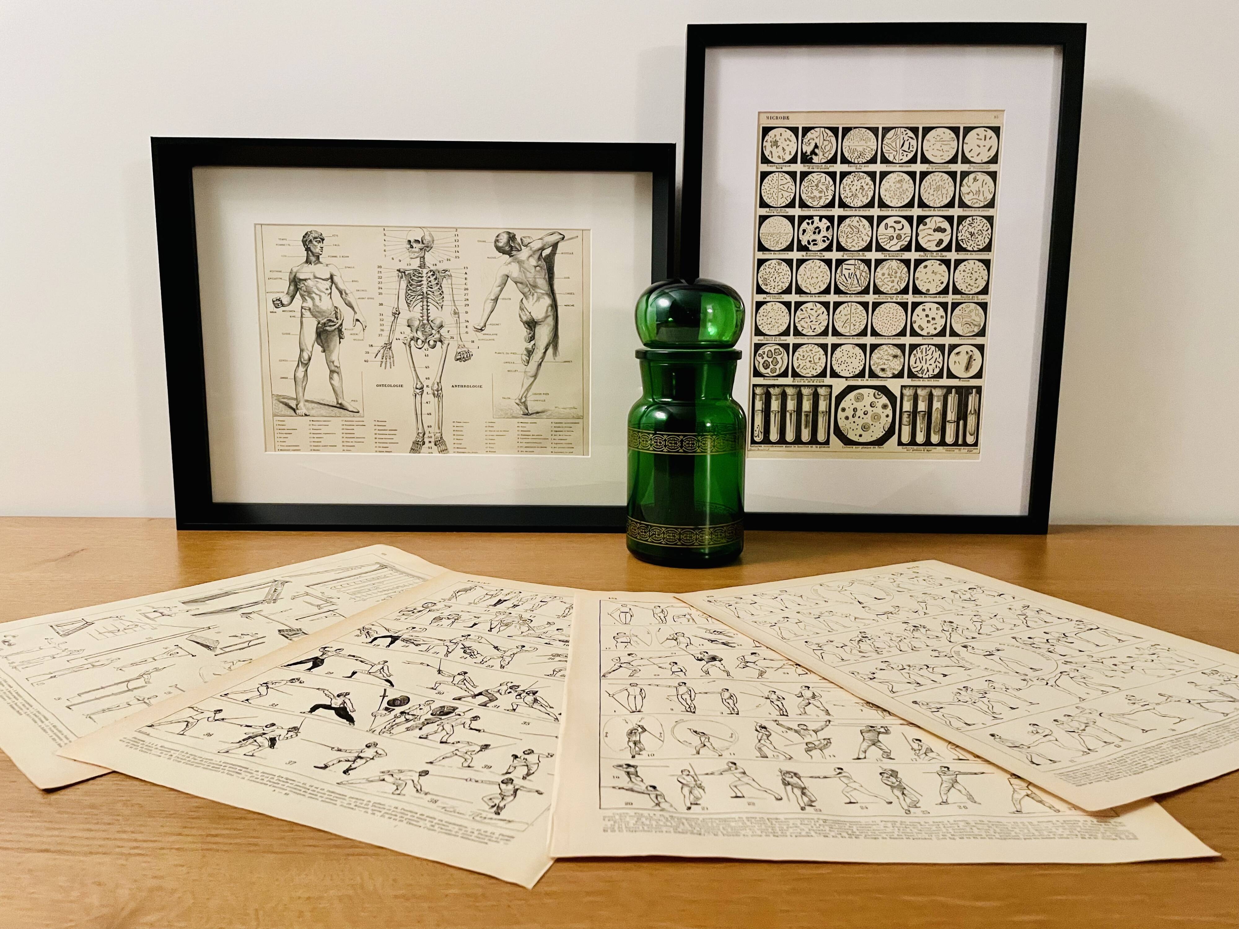 Illustrated plate on muscles (human body) -1950