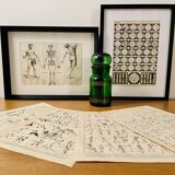 Illustrated plate on muscles (human body) -1950