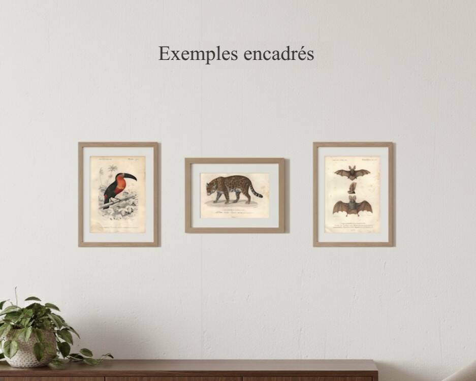 Antique engraving 1849 - Seagull, coast, ocean, fish