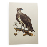 Old bird plate from the 1960s - Osprey - Zoology and ornithology illustration