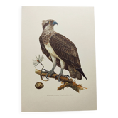 Planche ancienne oiseaux Années 1960 - Balbuzard Pêcheur  - Illustration zoologie et ornithologie