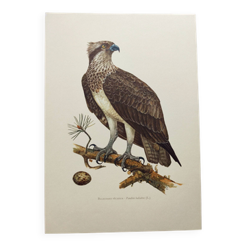 Old bird plate from the 1960s - Osprey - Zoology and ornithology illustration