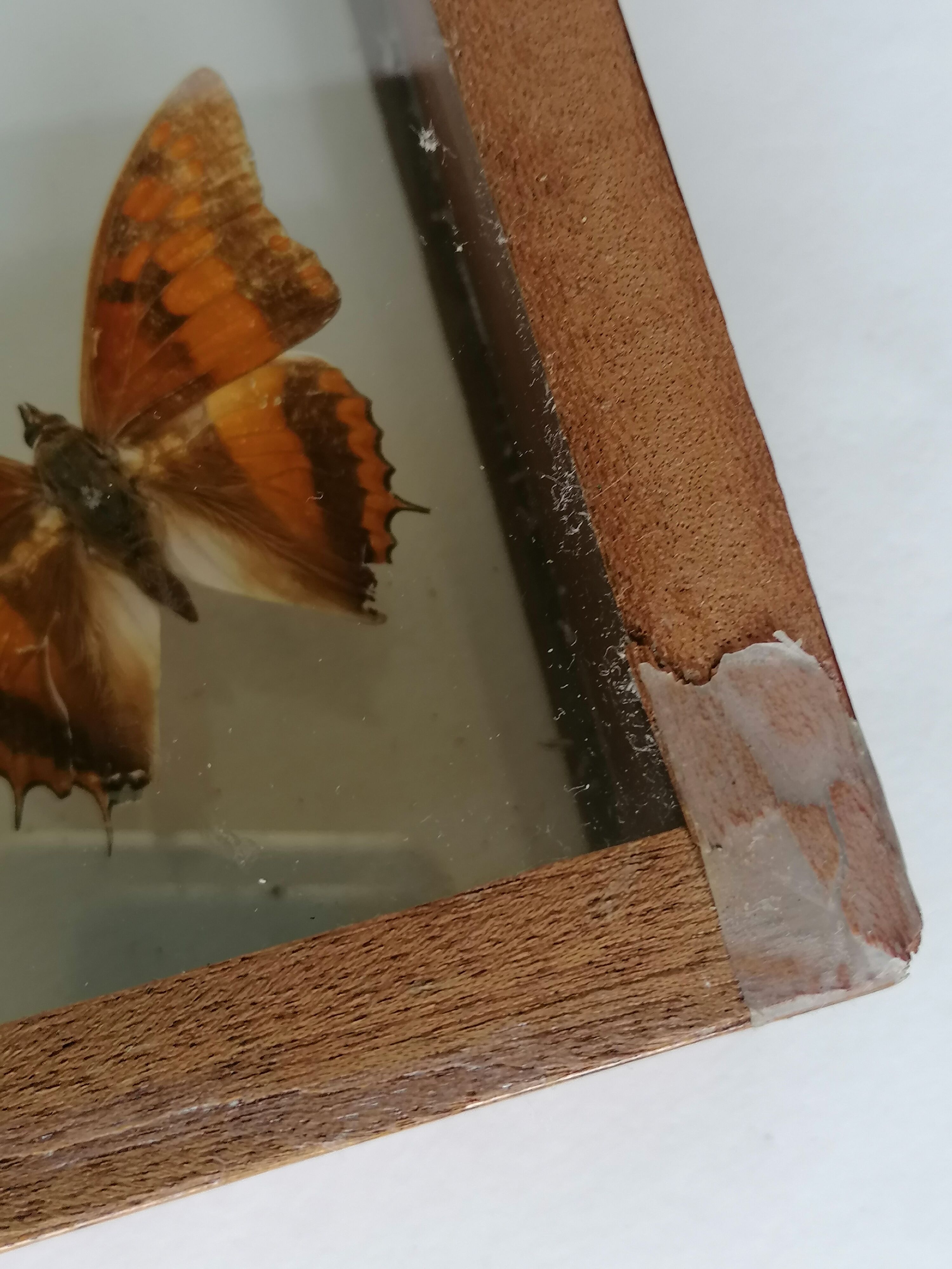 Cadre papillons taxidermie Kenya