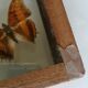 Cadre papillons taxidermie Kenya
