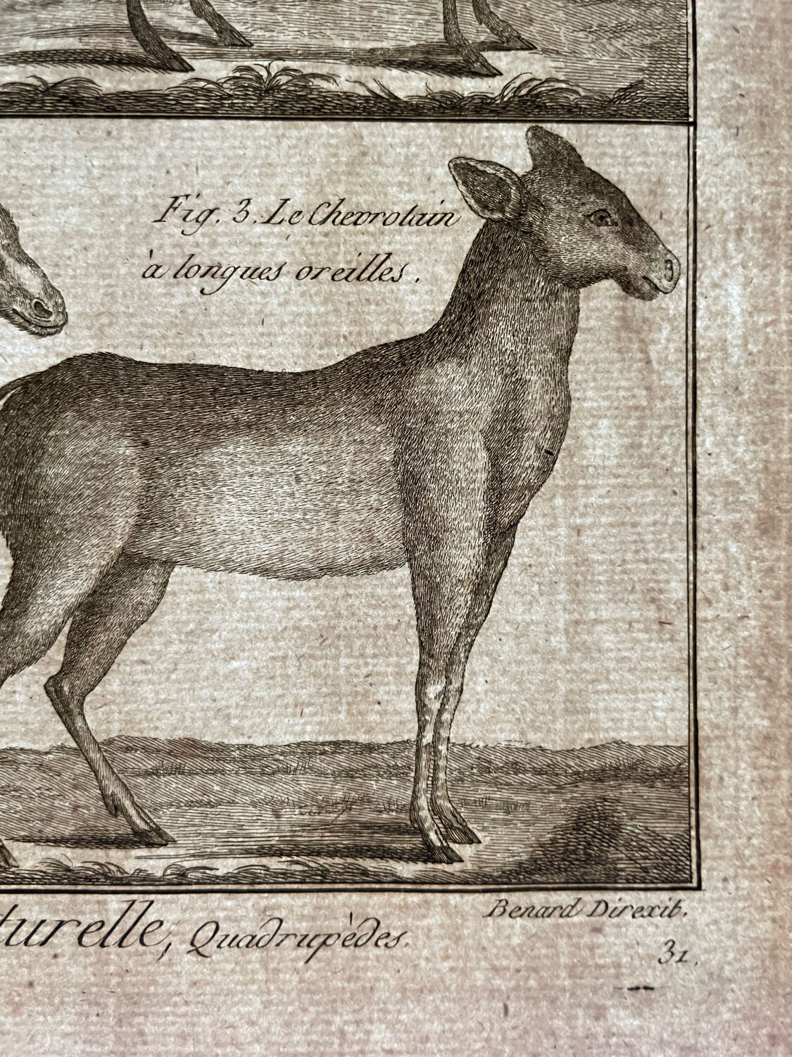 Gravure Livre ancien XVIIIe Buffon, Bonnaterre, Histoire naturelle, Quadrupèdes, Mammifères
