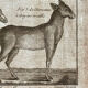 Gravure Livre ancien XVIIIe Buffon, Bonnaterre, Histoire naturelle, Quadrupèdes, Mammifères