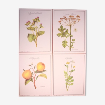 Botanical posters set, 1986