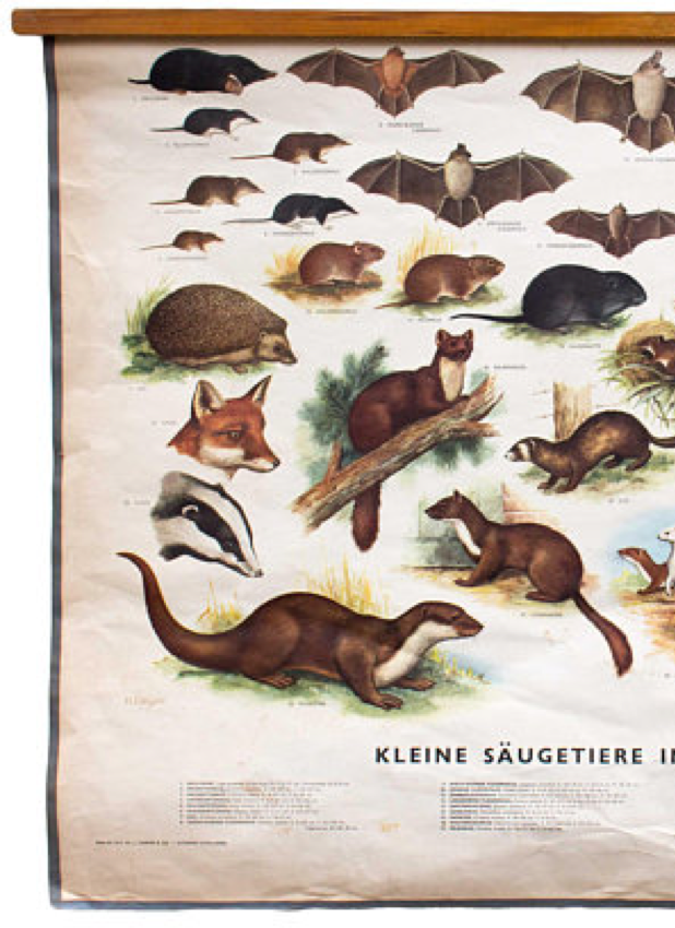 Affiche Mammifères dans la Charte de bois, éducative, 1953