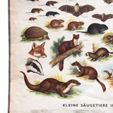 Affiche Mammifères dans la Charte de bois, éducative, 1953