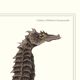 Lithograph engraving chimera animal, the cariapocampus 22x28 cm