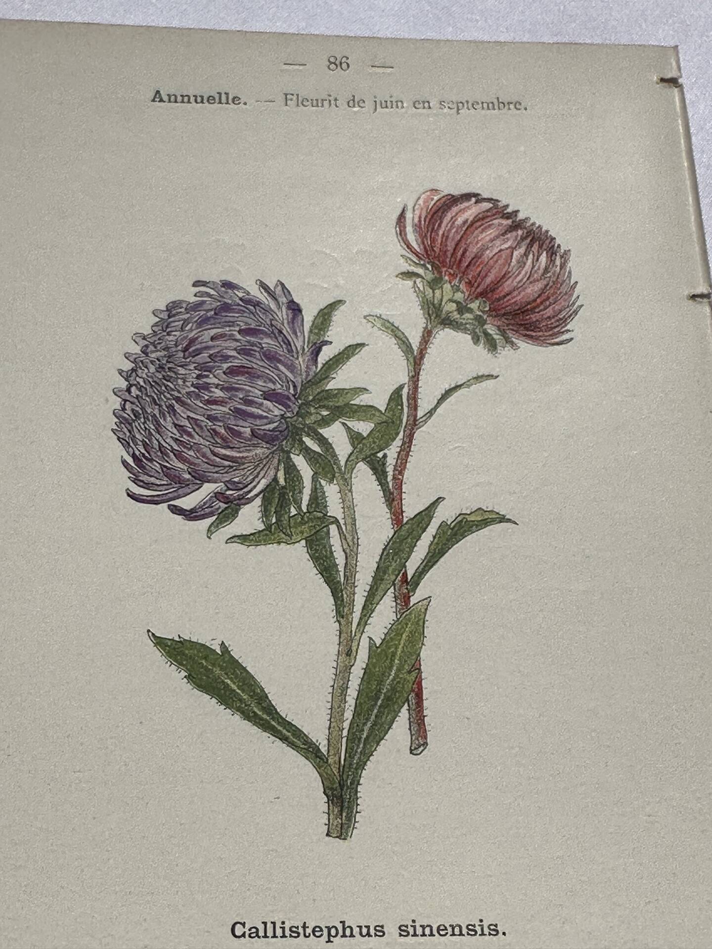 Planche botanique, gravure naturaliste, 19ème
