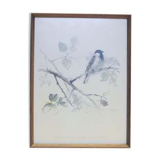 Wooden frame prints buntings of Danish reeds