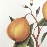 Bergamotier botanical board