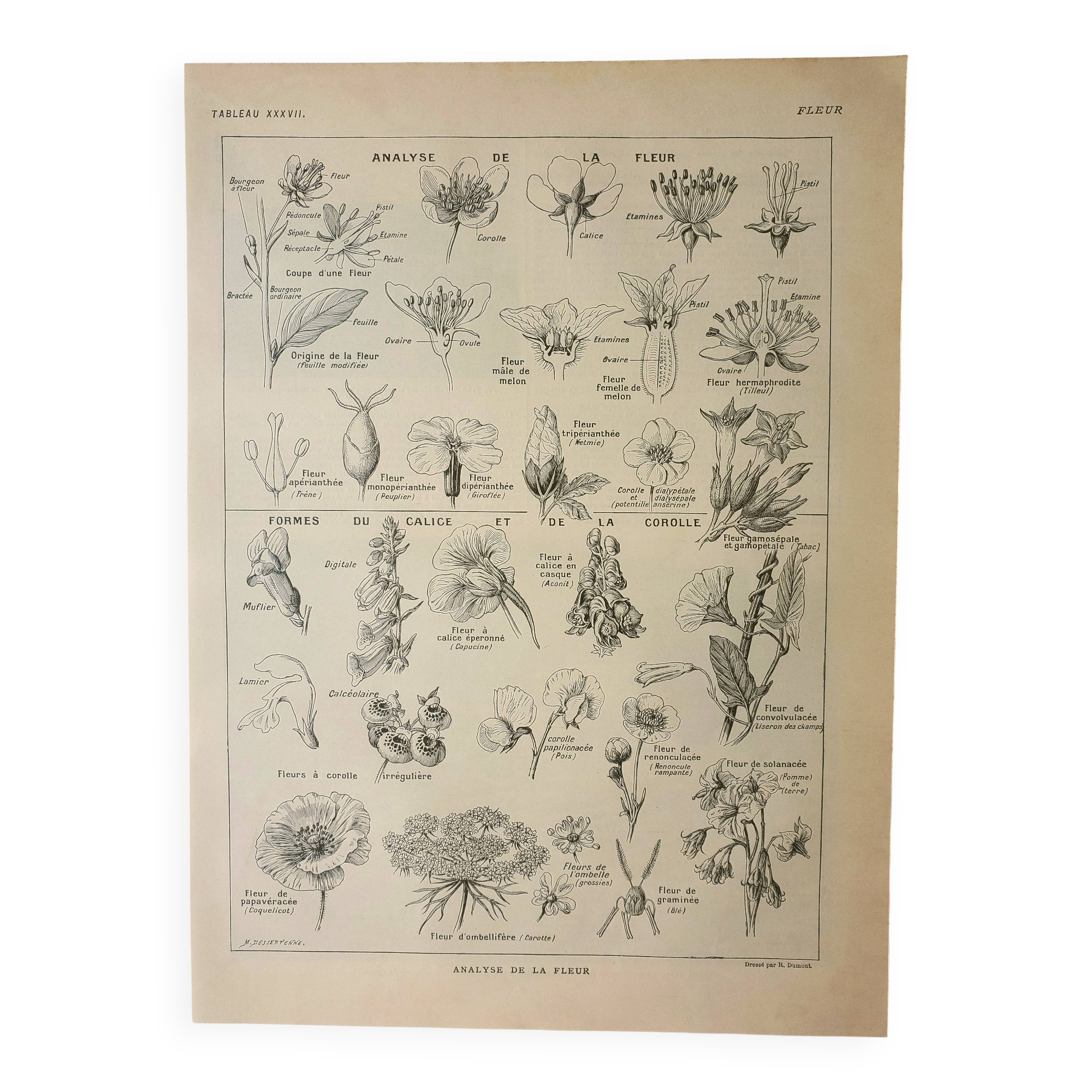 Old engraving 1922, Type of flower, botany, calyx, corolla • Lithograph, original illustration