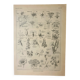 Old engraving 1922, Type of flower, botany, calyx, corolla • Lithograph, original illustration