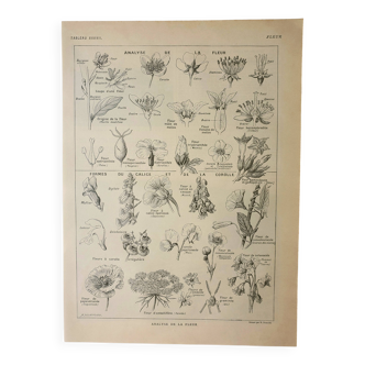 Gravure ancienne 1922, Type de fleur, botanique, calice, corolle • Lithographie, illustration origin