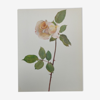 Planche botanique de rose vintage original de 1968 -  michèle meilland