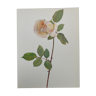 Rose botanical board - Vintage original from 1968 - Michèle Meilland