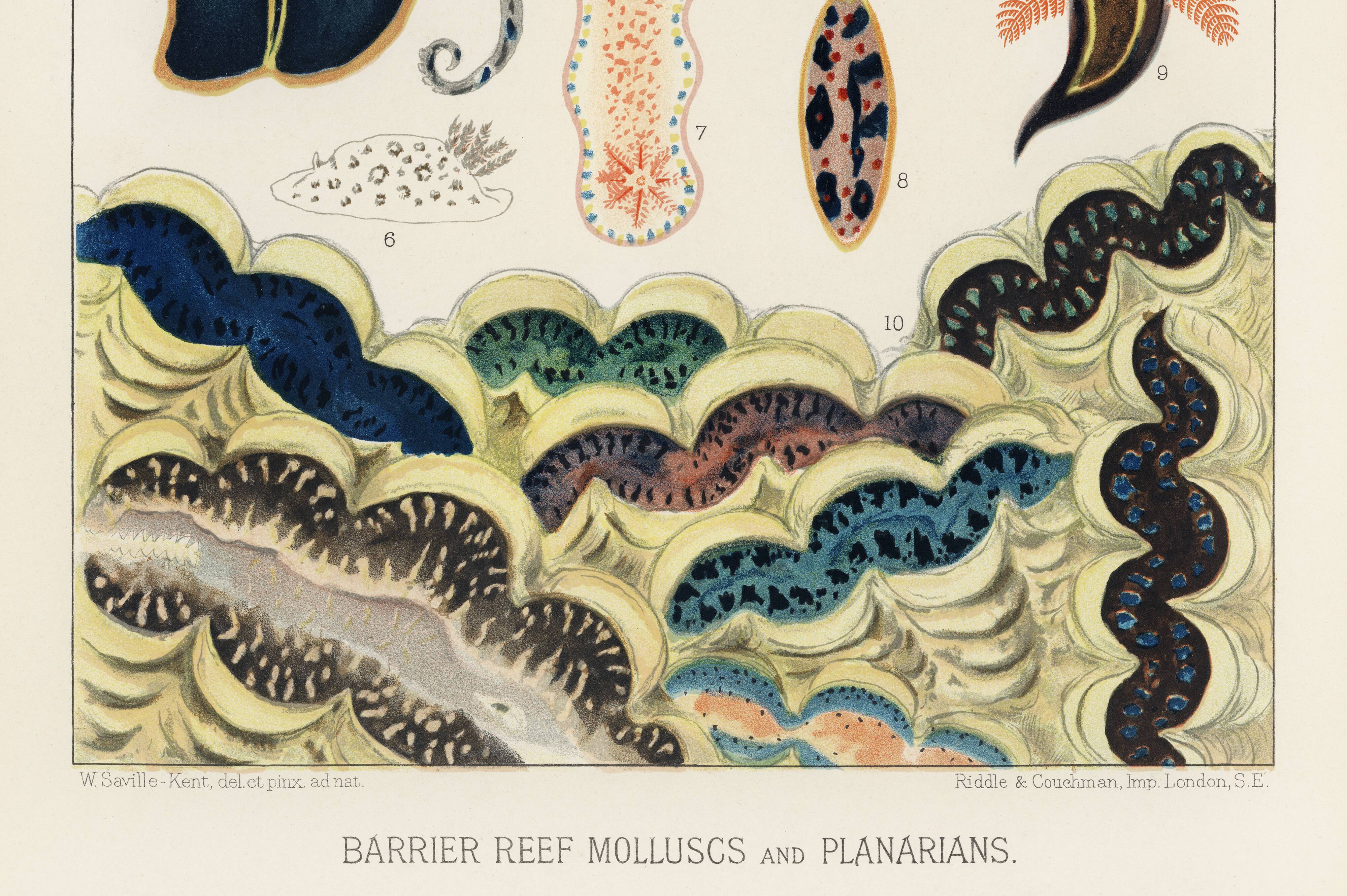 Affiche sur les mollusques et planaires, 1893