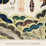 Affiche sur les mollusques et planaires, 1893