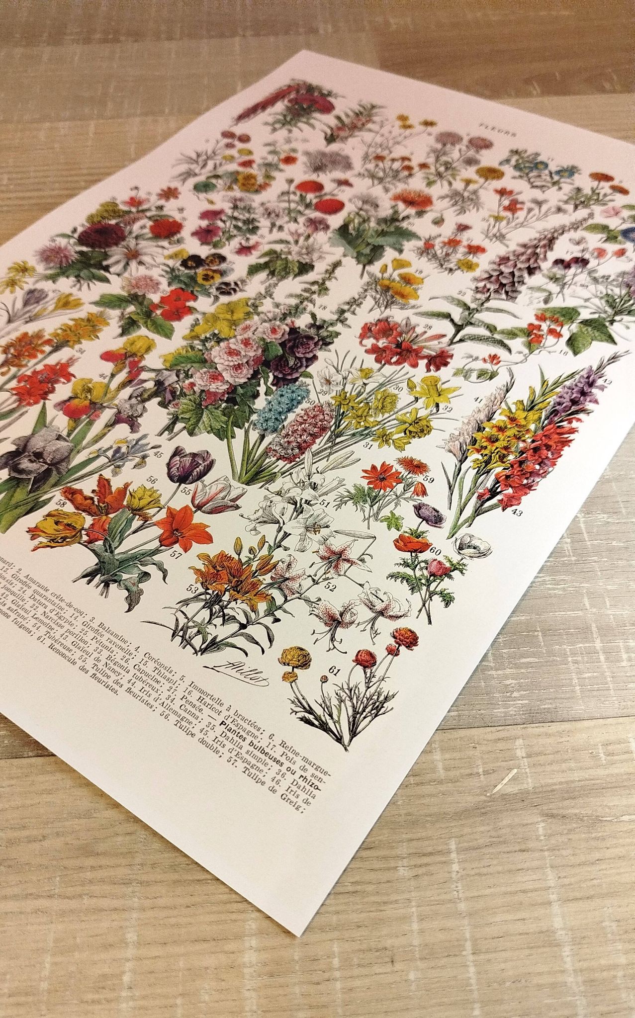 Affiche sur les fleurs "amarante", d'après une lithographie de 1928