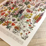 Affiche sur les fleurs "amarante", d'après une lithographie de 1928