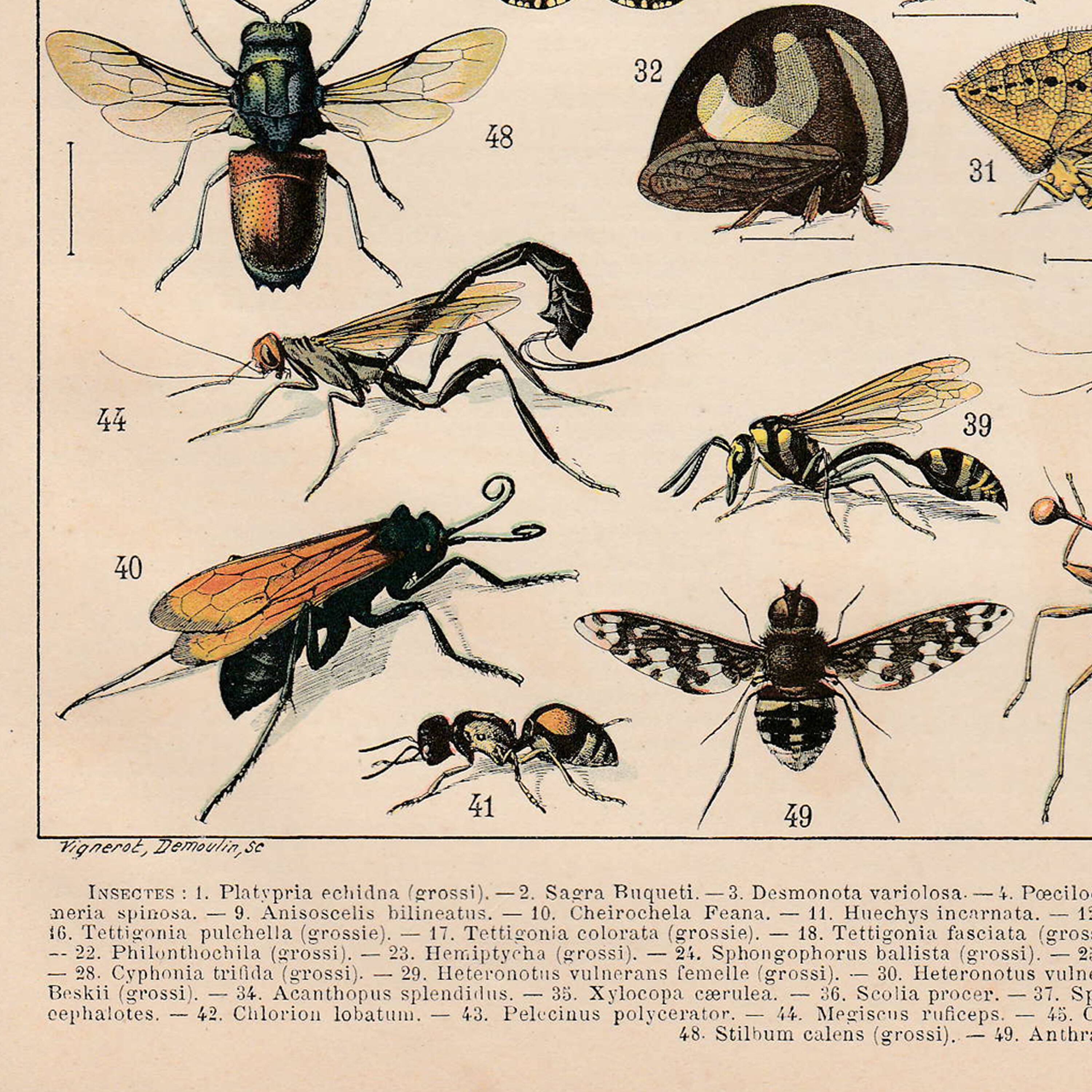 Old plate on insects 1897