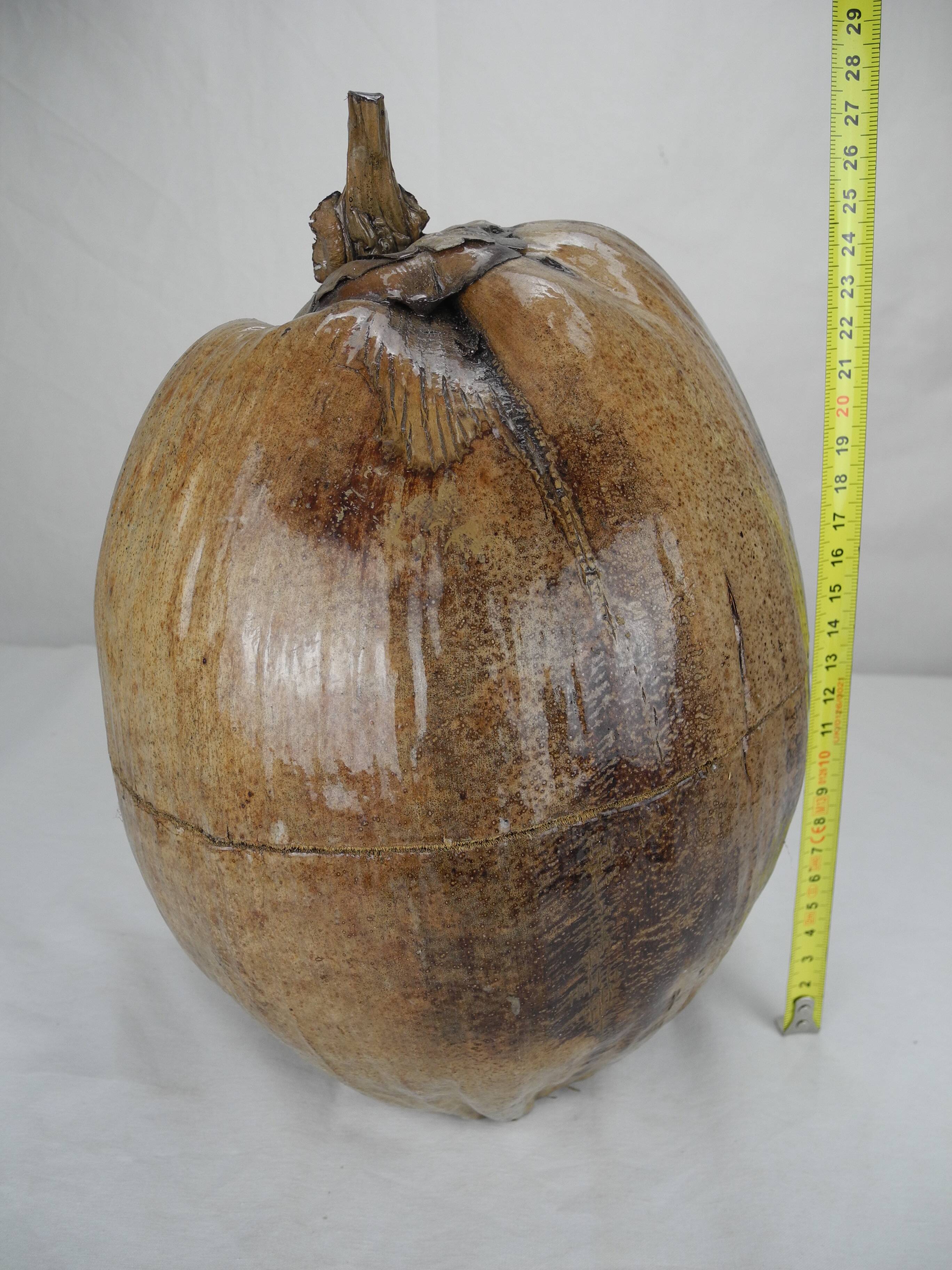 Old vintage decorative coconut ice cube bucket