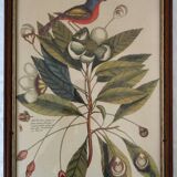 Lot of 2 old bird engravings - zoological plates by Seligmann & Catesby
