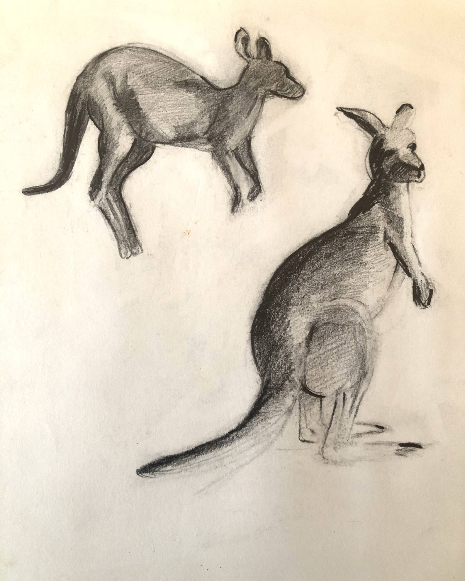 Drawing Kangaroos